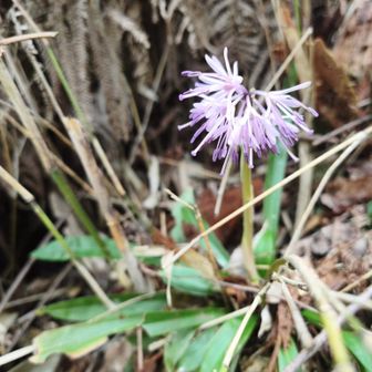 ショウジョウバカマ