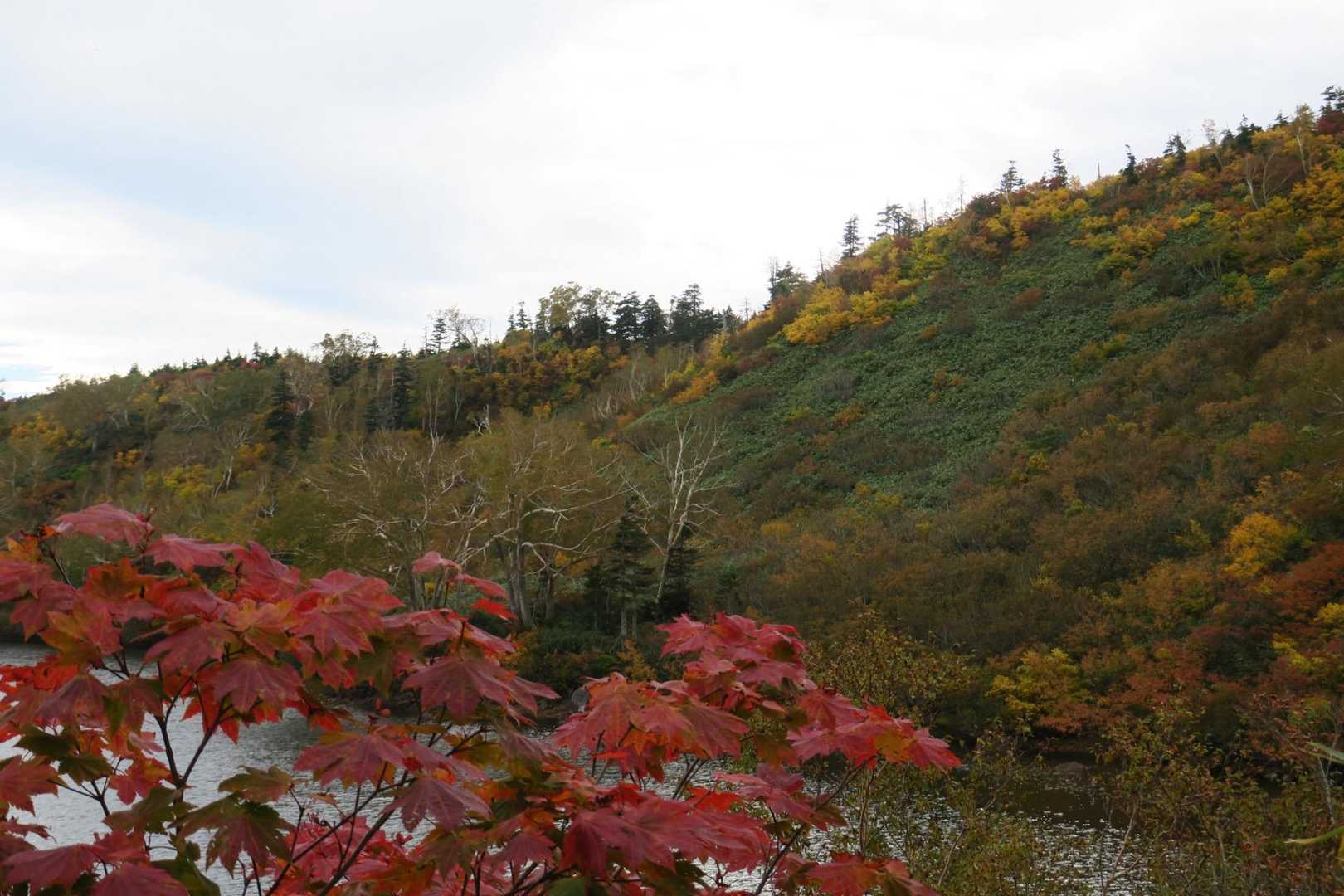 紅葉パート2