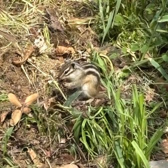 さあや
