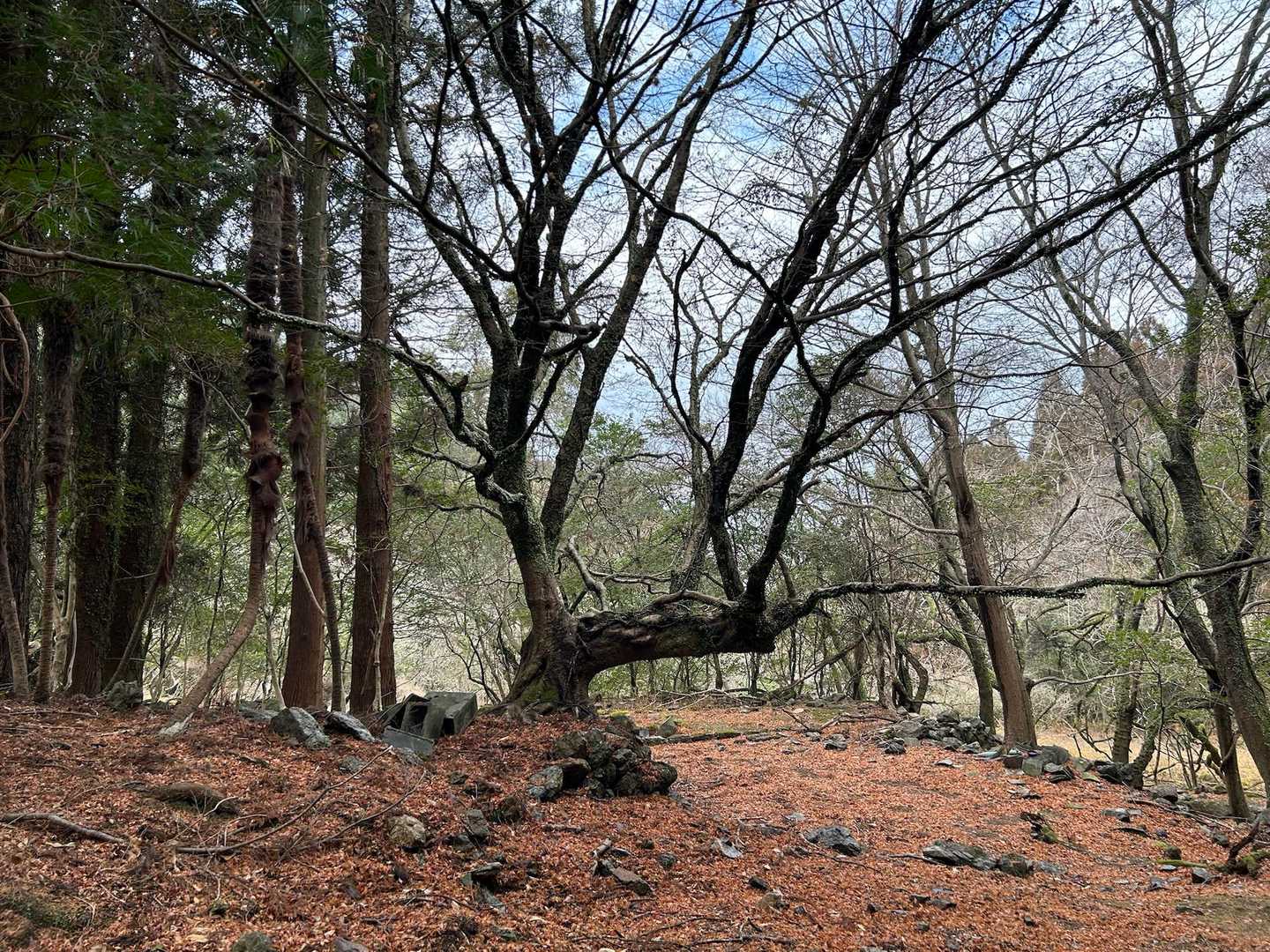 大樹のもみじの古木