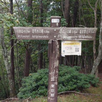 川苔山の手前。
やっと最後の方ピーク着いた。
もうヘロヘロ…