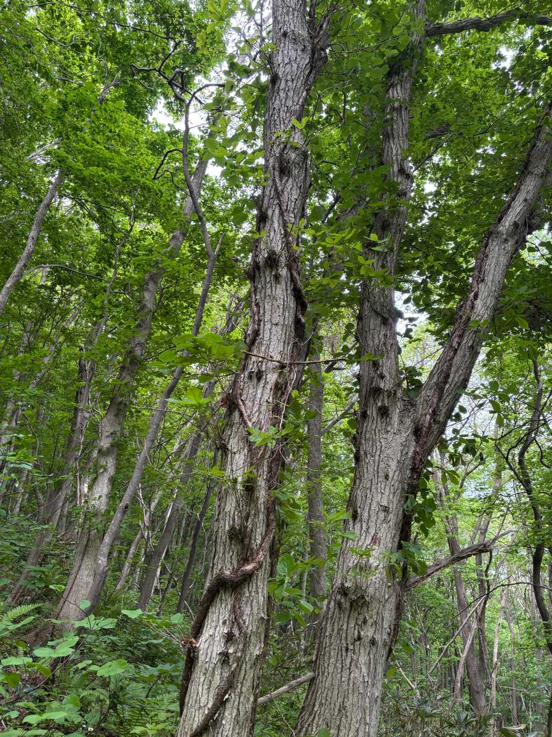 尻場山 往復コースの写真