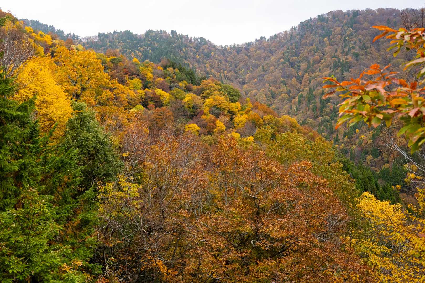 シチグレ峠-百里ヶ岳-根来坂峠 周回コースの写真