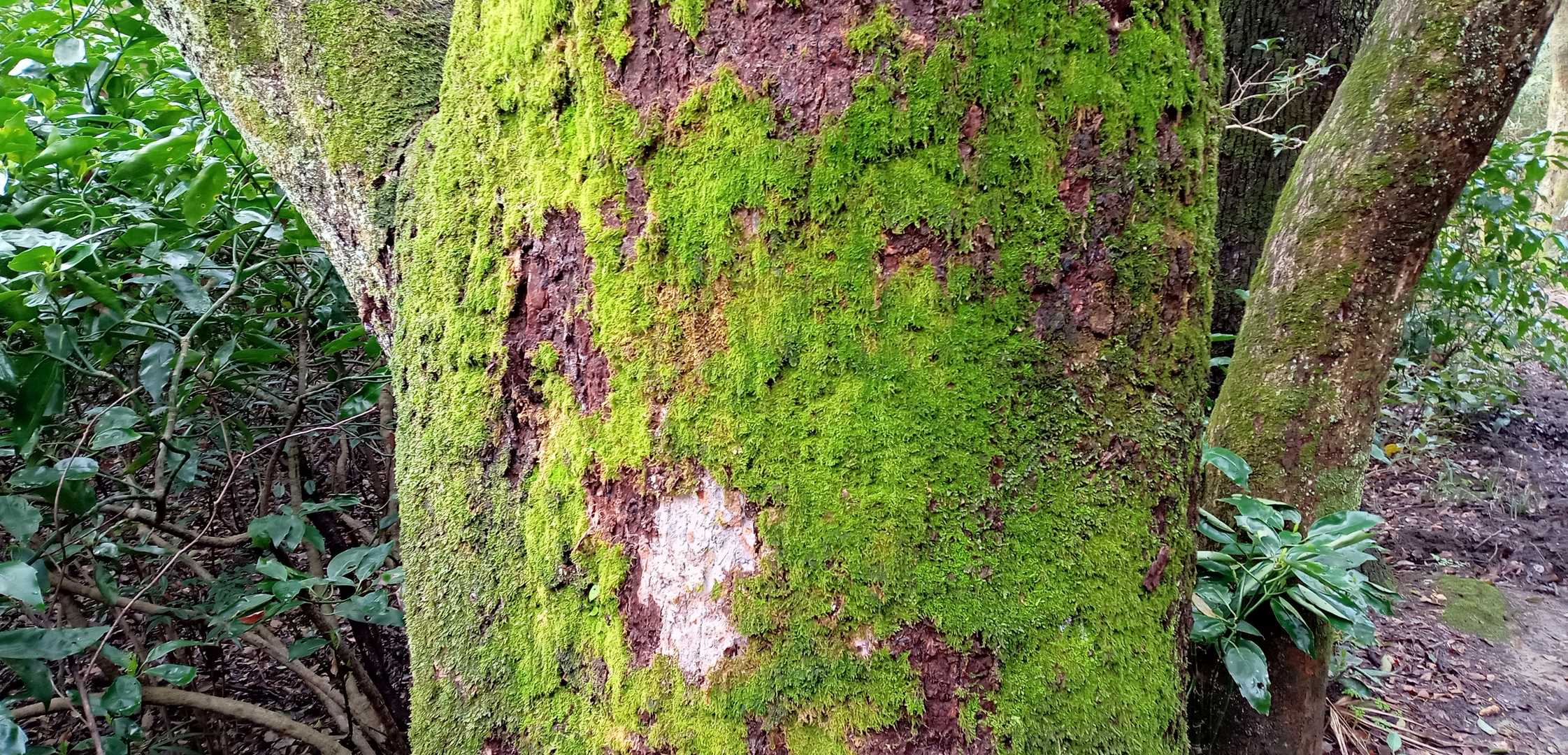 昨日の雨の影響かコケが生き生き