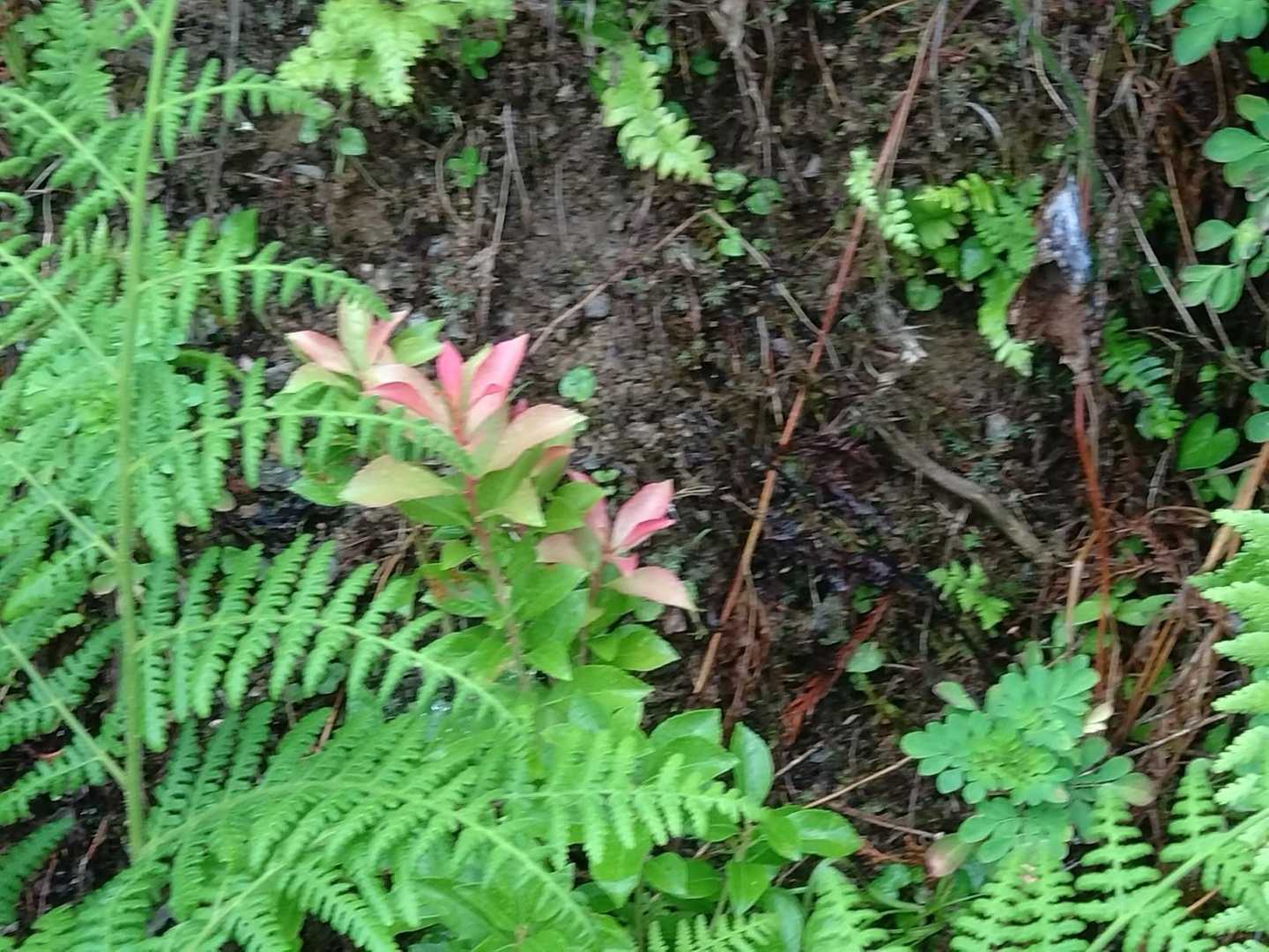 アセビの新芽が花のよう