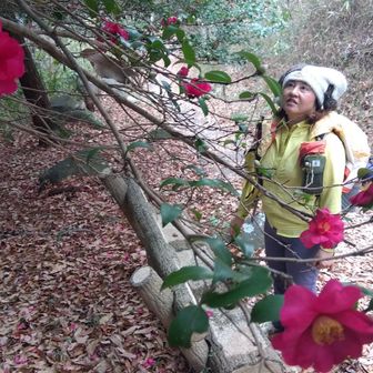 サザンカが美しく咲いている場所がありました🌺
頭の中では、大川栄作の『さざんかの宿』が流れていました🎵