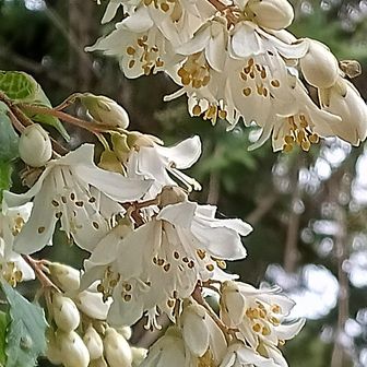 アセビだよね？
大伴家持の「池水に影さへ見えて咲きにほふ……」だよね？
【追記】
花音痴でごめんなさい🐣
ウツギのなかま(マルバウツギ)のようです💦
……アセビにしちゃ、季節がなぁ🙄とは思ったとデスょ🐣