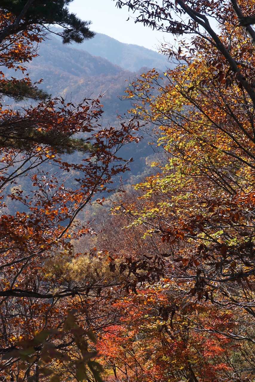 大鷲山 往復コースの写真