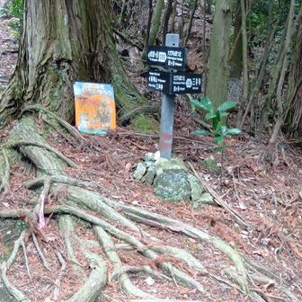 この前も来た 如意越 分岐
雨社へお参りし 四辻方面へ ..