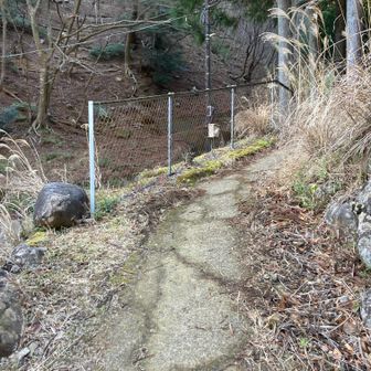 ここから山道。バンガローを抜けて裏山へ。ここまでで出会ったハイカーはひとり。