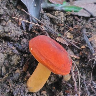 🍄‍🟫