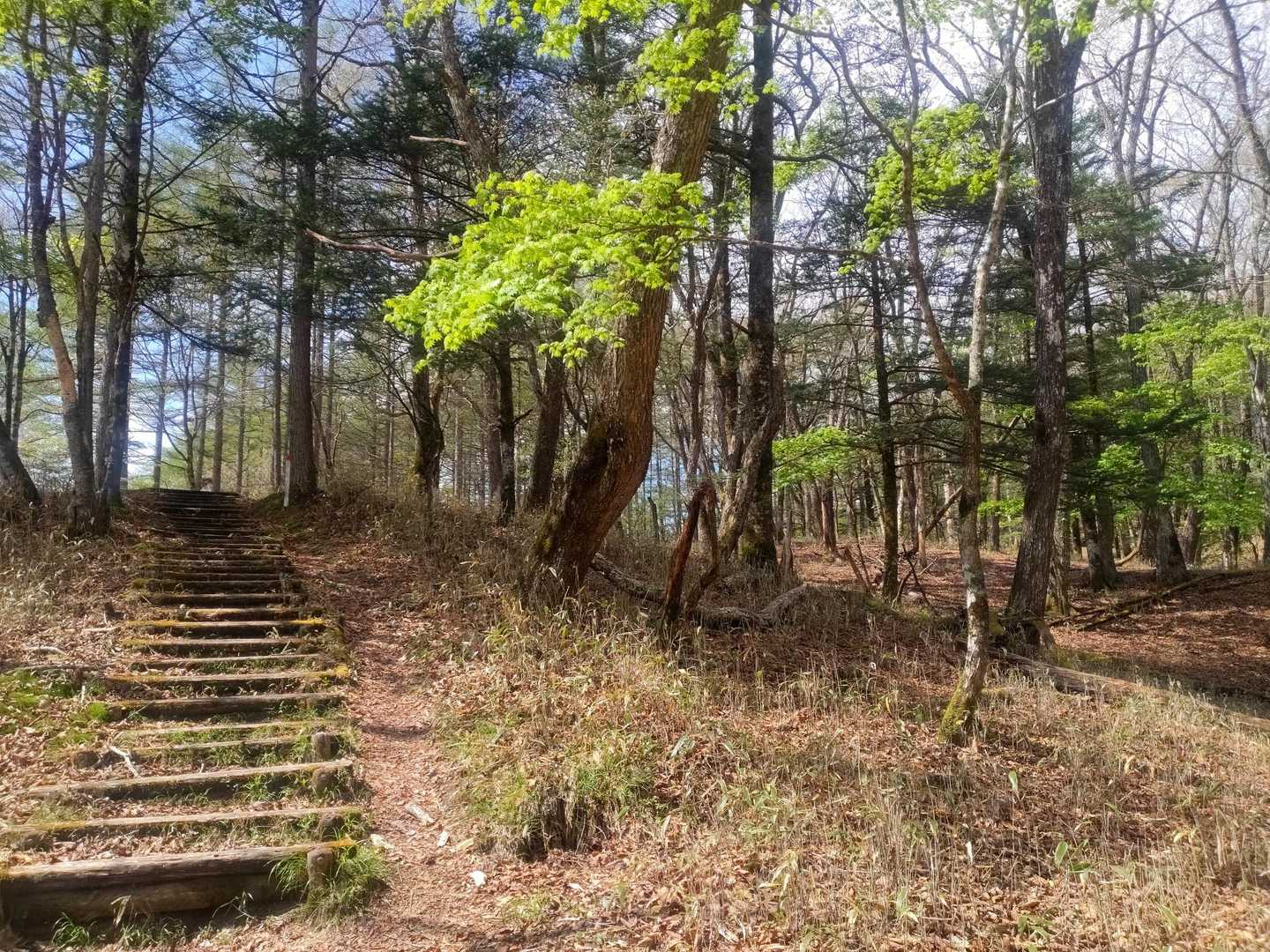 そうそう新緑もきれいでした💚