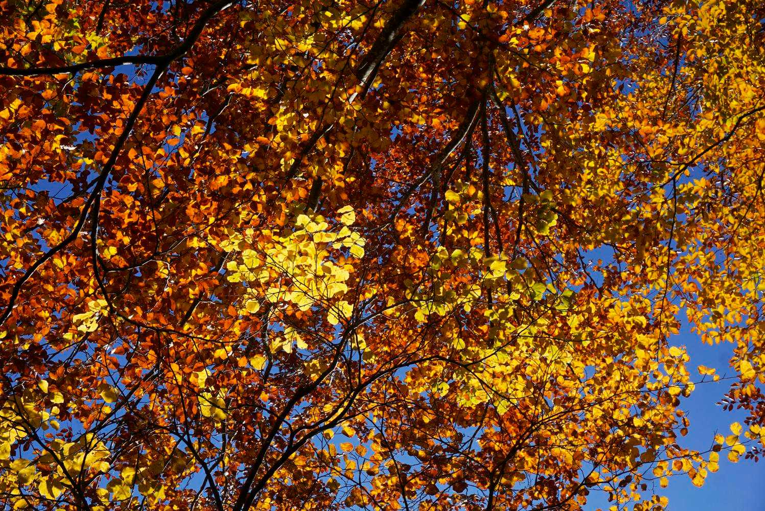 ピーク過ぎて紅葉も熟しておる🍁