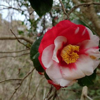 どこにあるかわからない花もいいがこんなのもいいね👍