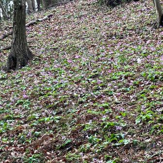 ゴール手前で“カタクリとニリンソウの林”に入る。斜面にすごい数のカタクリ😆💕