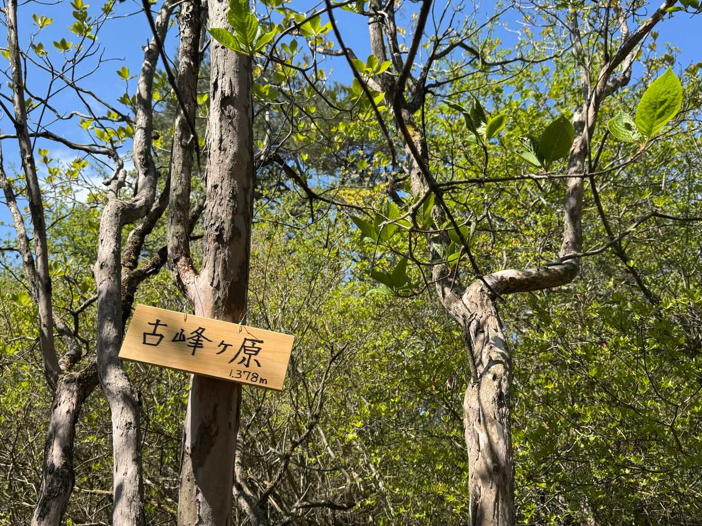 三枚石からすぐ先に二座目の古峰ヶ原♪
眺望はありません😅

ここからピストンで戻ります