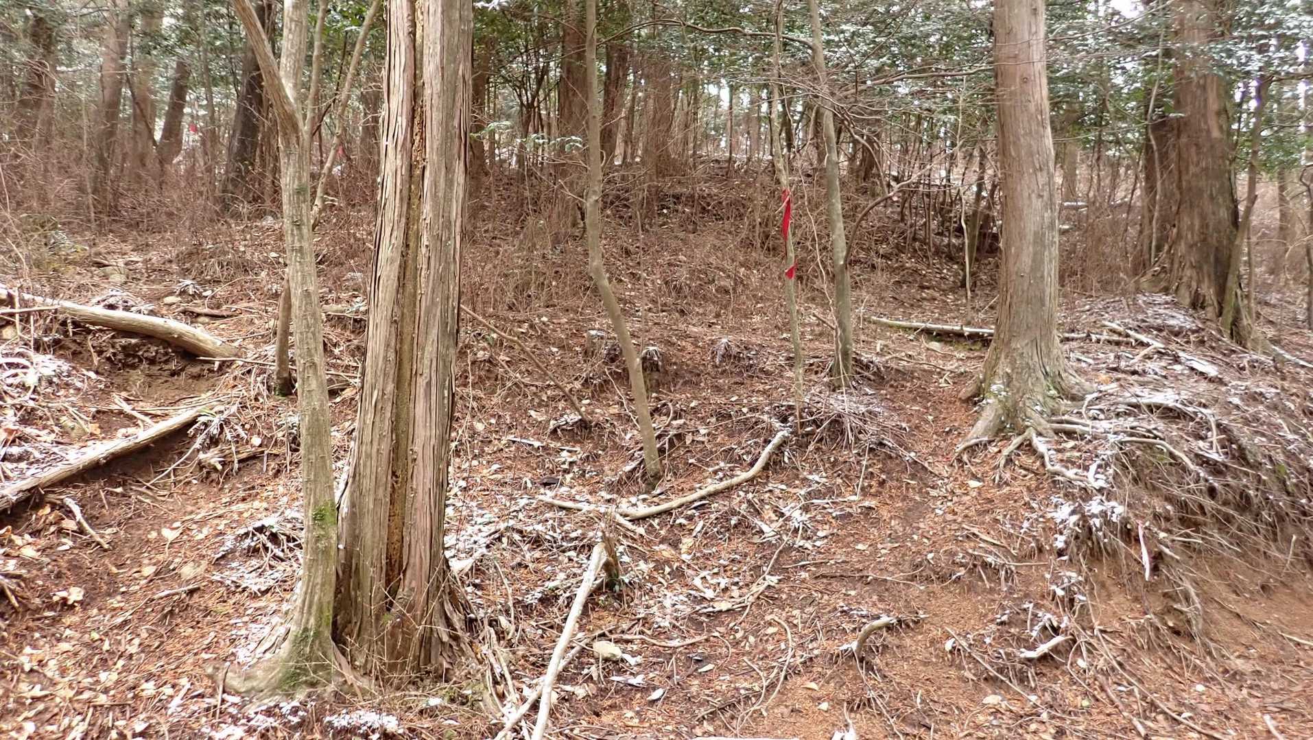 さっき学習したので、ここは山道に入らず、そのまま作業道を歩く。