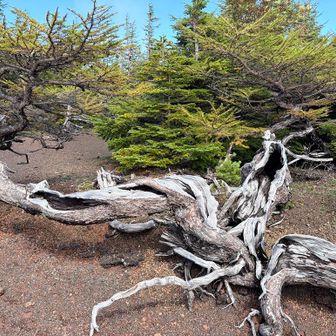 テーブル型樹形
幹が立ち上がらず、地面近くを横に広がるように伸びた樹形