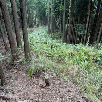 ここは林道があった場所みたいです。