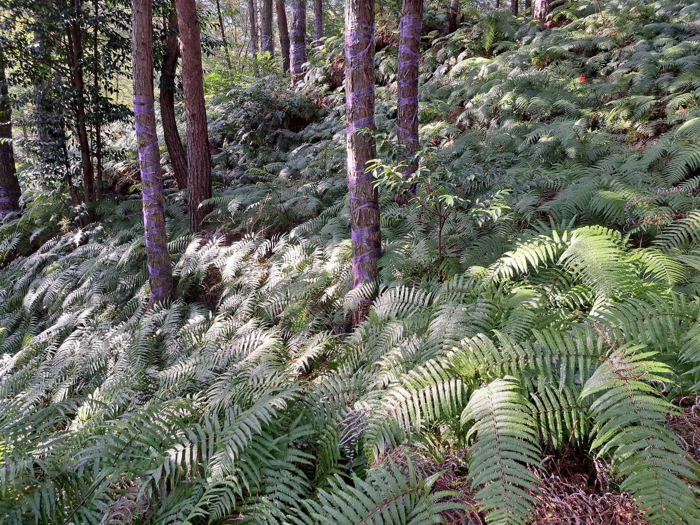 シダゾーン🌿
登山道は綺麗に整備されてます🙏
