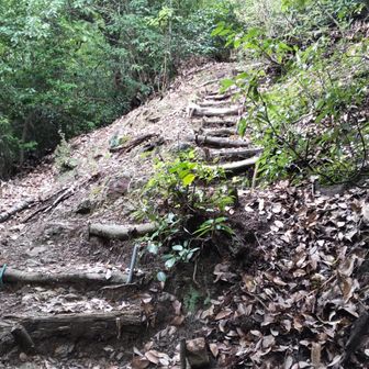 この急な階段道登るの、2回目です