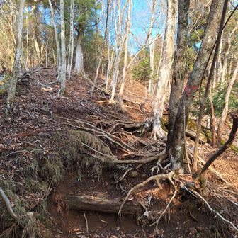富士見峠への最後の登り