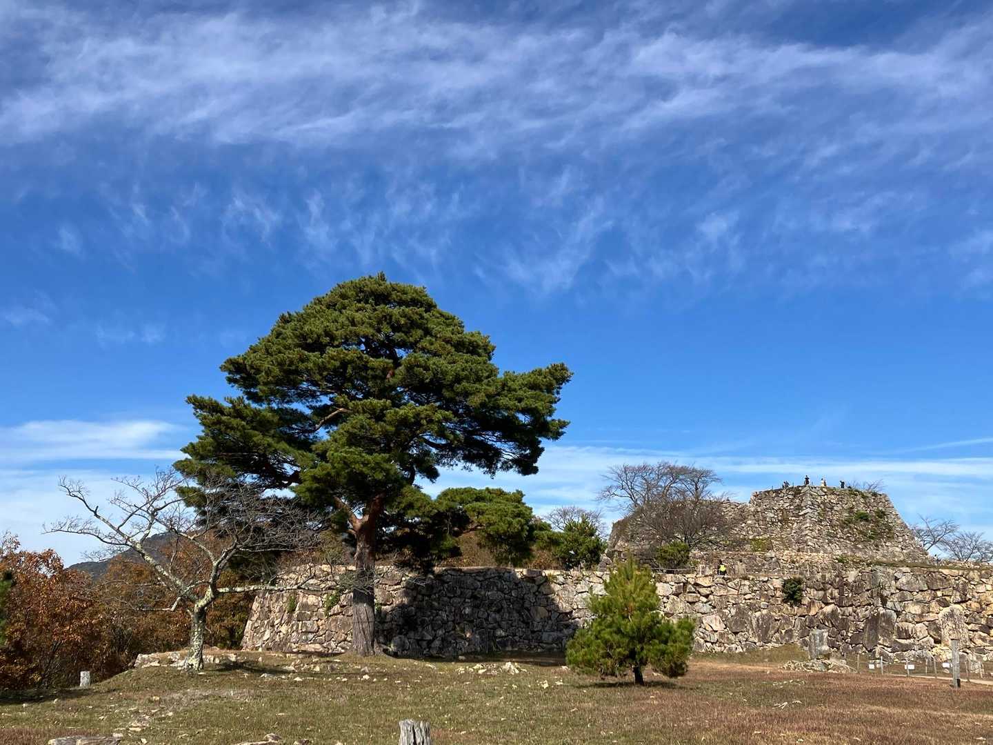 南千畳から本丸方向を望む
立派な木があります
