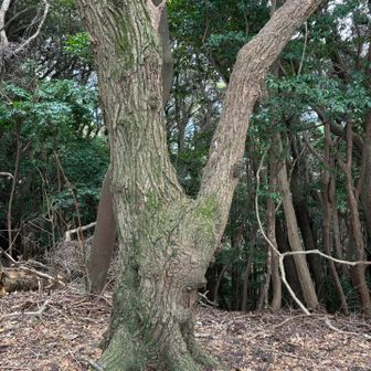 😳犬神スケキヨ⁉️
犬神家の一族😱