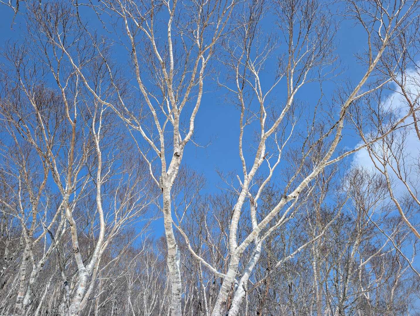 ダケカンバと青空✨🤍💙