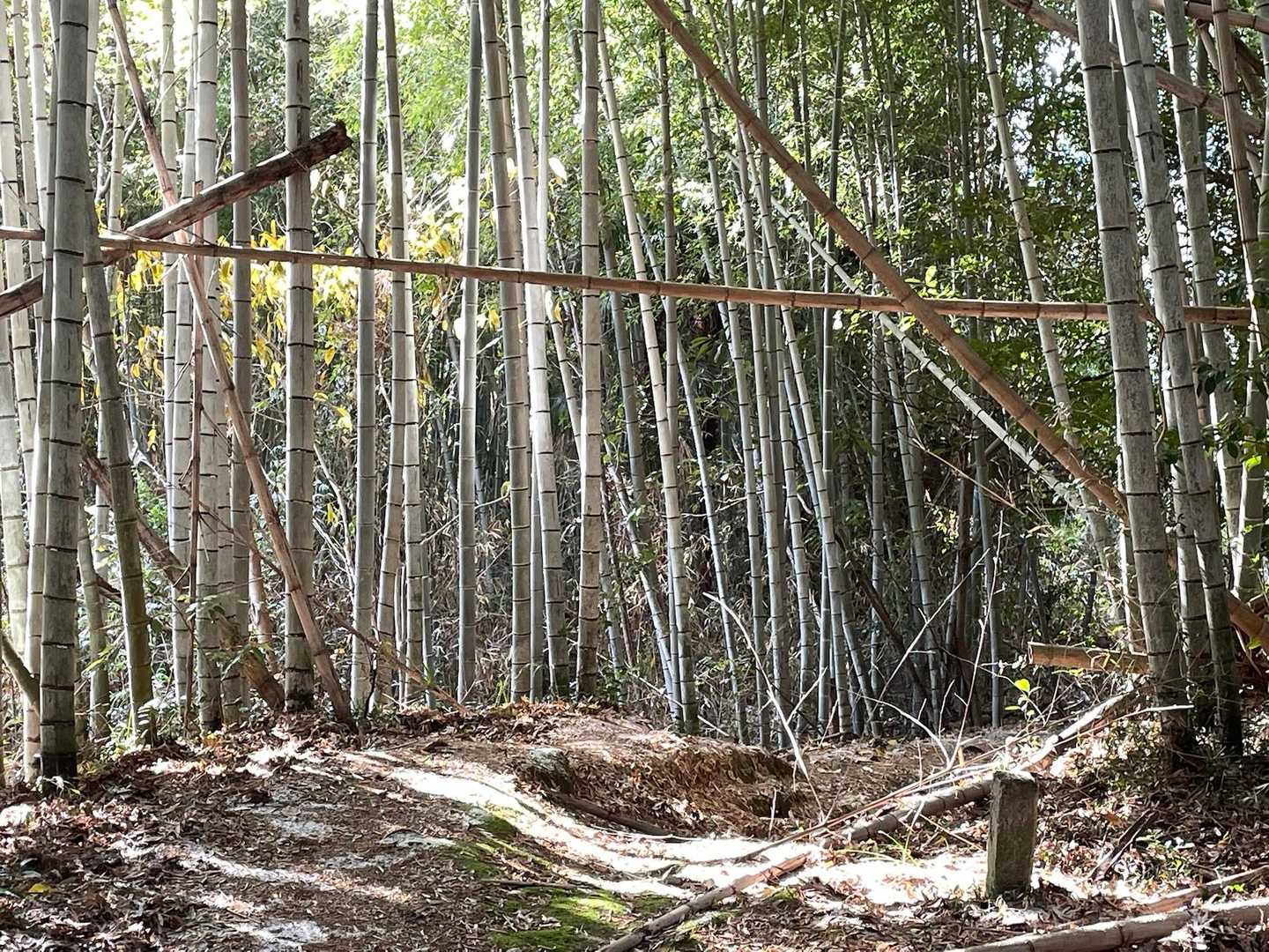 としさん、頭が当たらん程度には除けときましたよ💨
