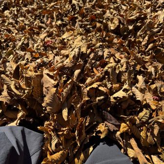 落ち葉の量がとにかく凄かったです