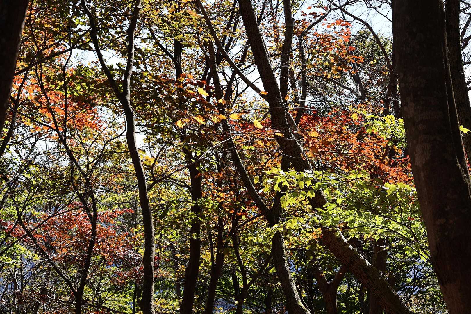 紅葉というか枯れ始めているというか・・・。