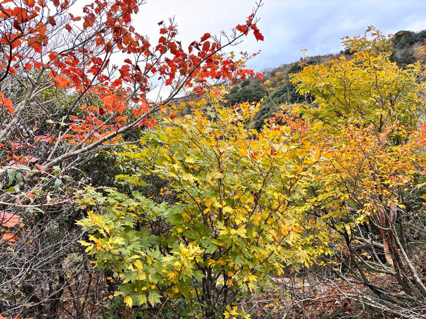 石榑峠-竜ヶ岳-銚子岳-治田峠-多志田山-藤原岳-藤原岳登 縦走コースの写真