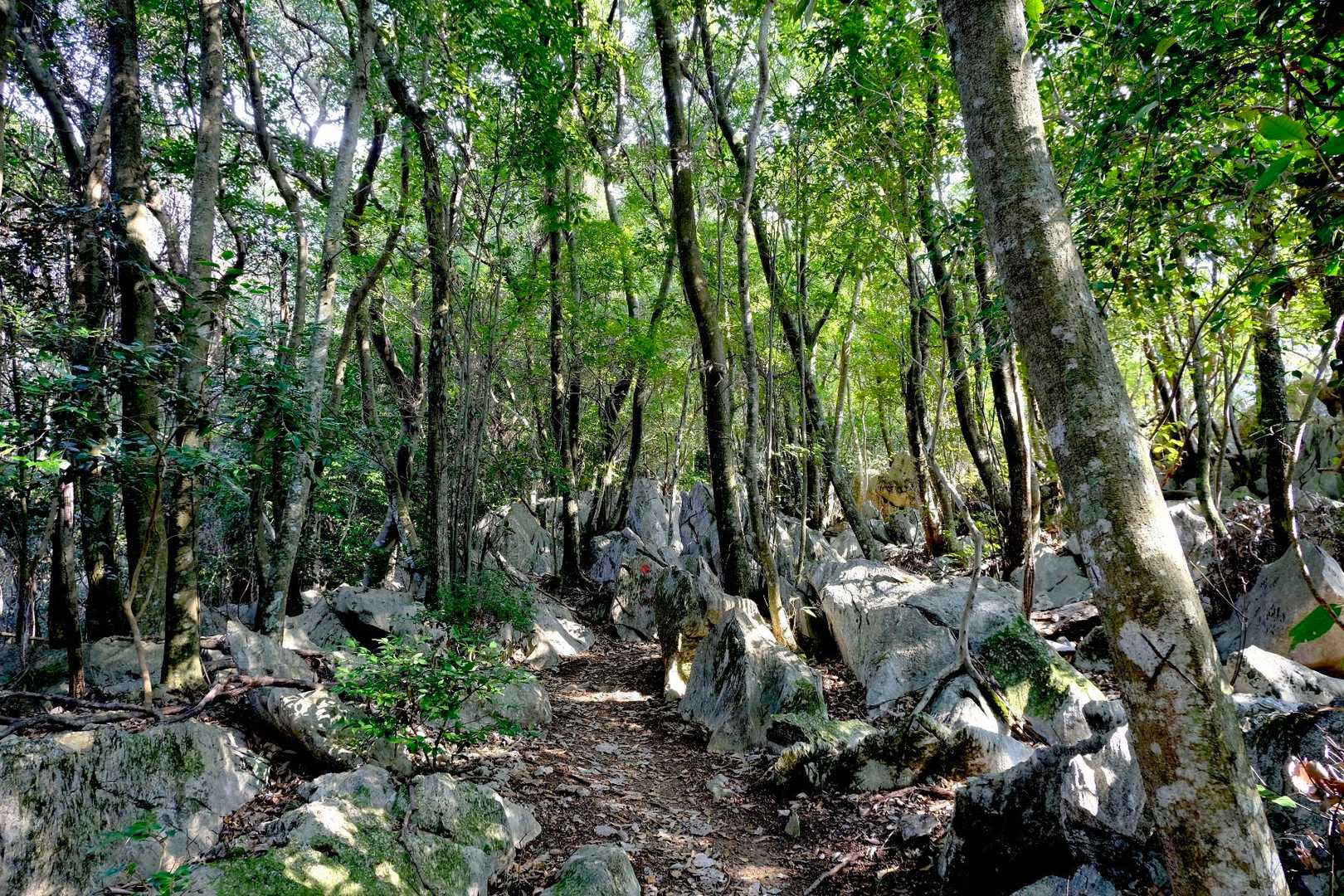 岩ゾーン🪨🍃