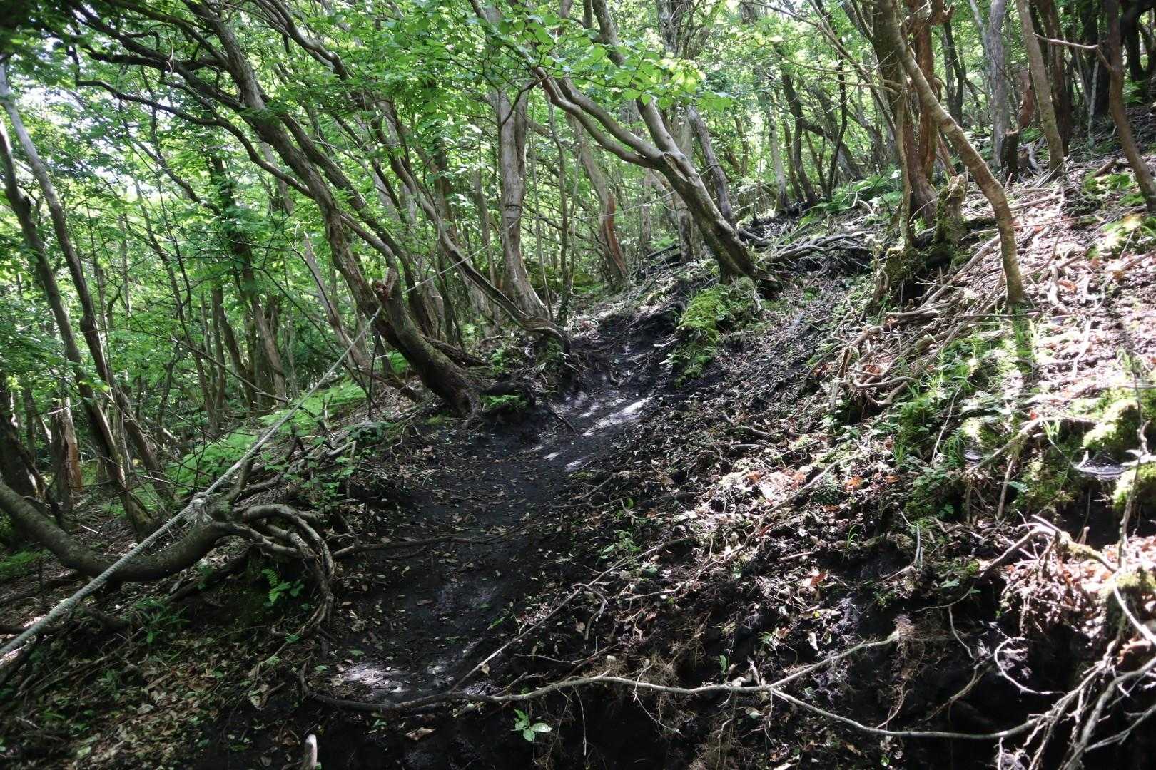 しかし、そんなに甘くない。山頂手前の滑りやすい黒土💦
これを乗り越えなければ😆