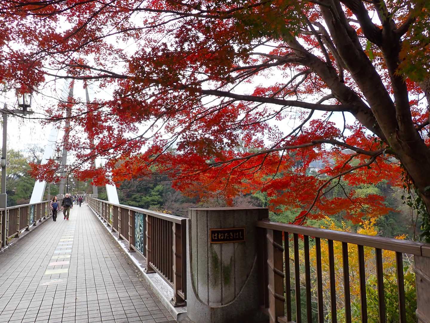 はねたき橋と紅葉！