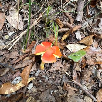 高安山・信貴山・雌嶽 🍄🍄‍🟫 / てくてくの登山データ | YAMAP / ヤマップ