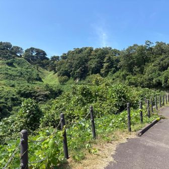 春日山神社前から、但馬谷および本丸方向を