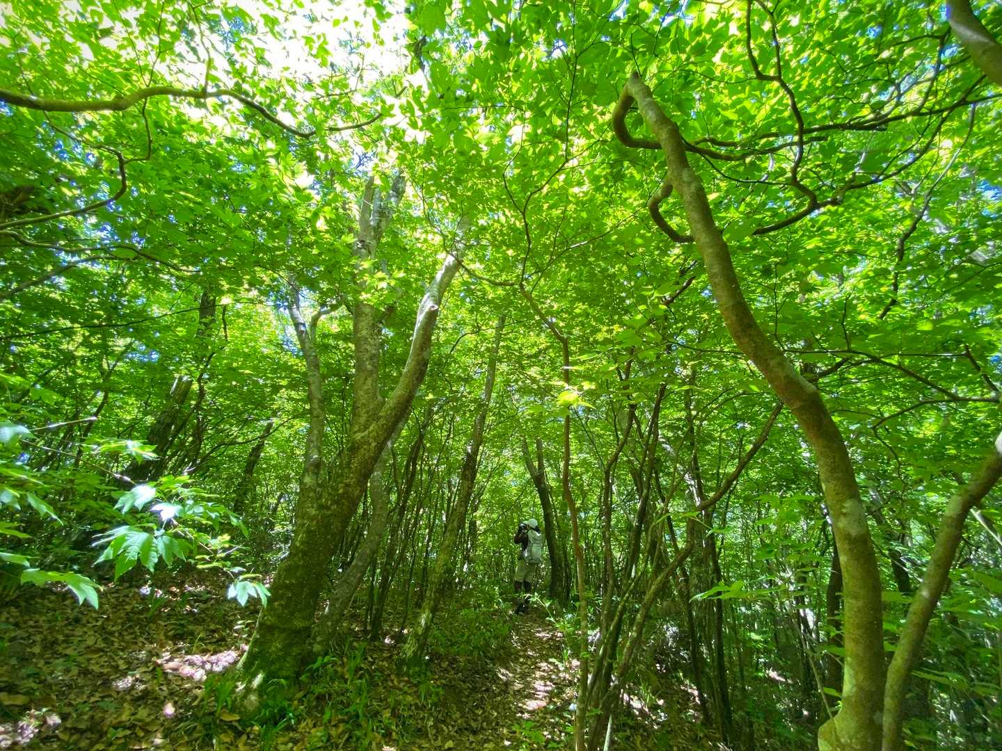 フィットンチッドいっぱい🌳🌳