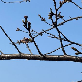 ちょっと膨らんでいます