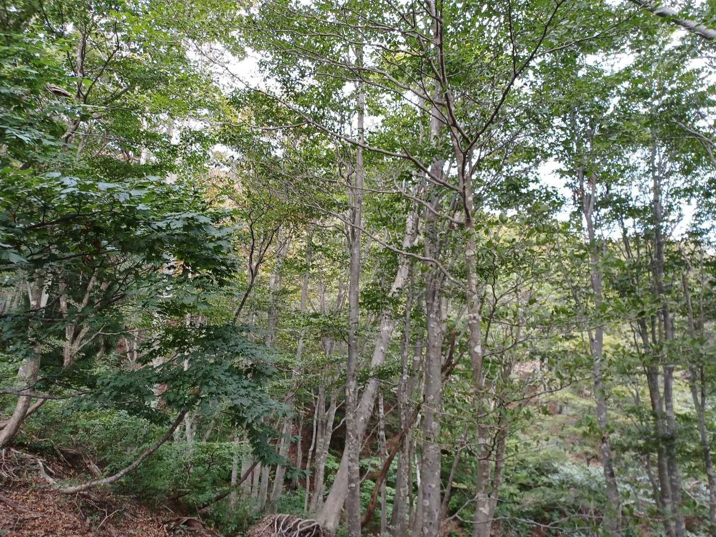 すぐにブナ林になりました。細い木が多いけど気持ちの良い森です