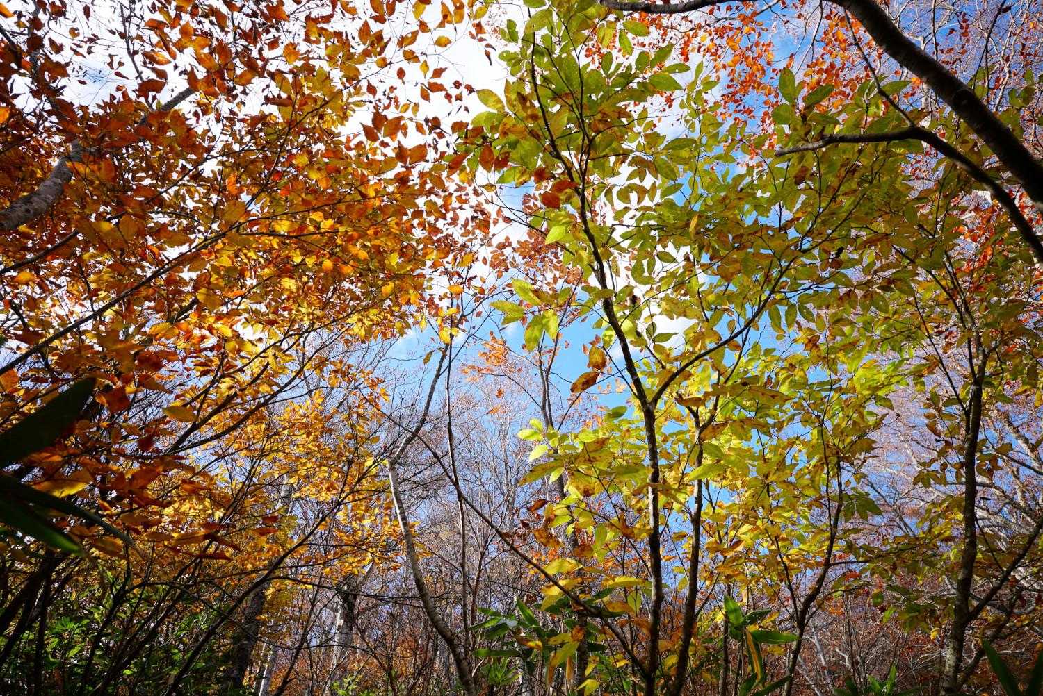 滑り過ぎる登山道を降り進むと紅葉の中へ入っていく。