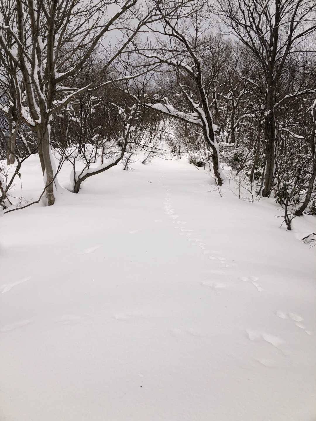 尼池山から宝蔵へ続く登山道
16時30分タイムリミットで下山開始