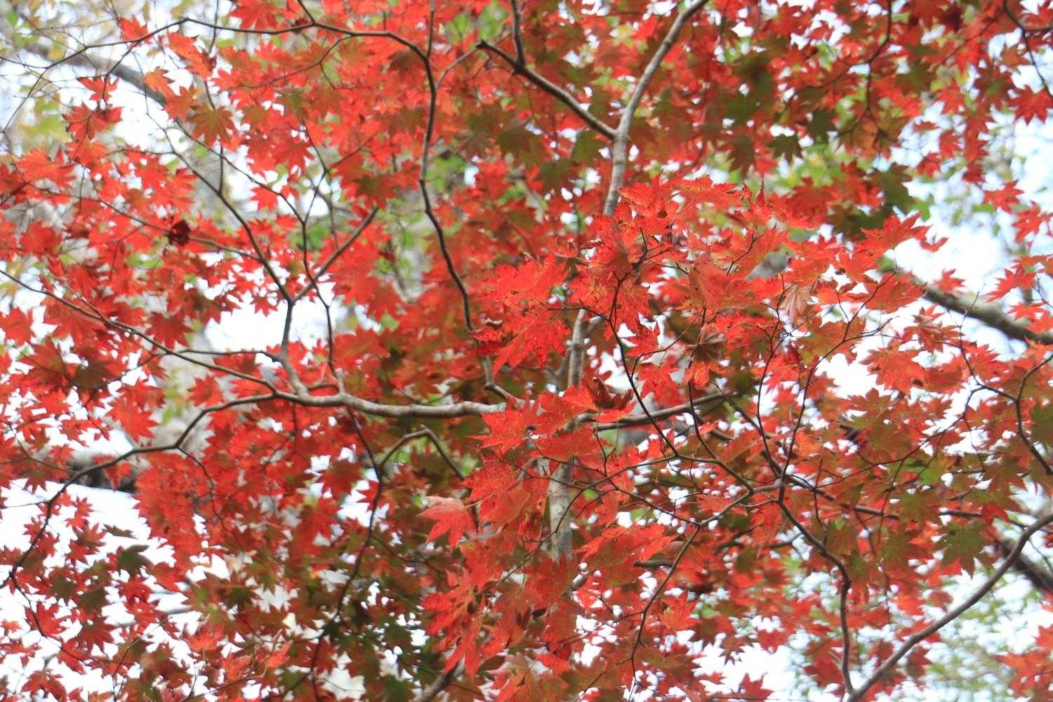 🍁