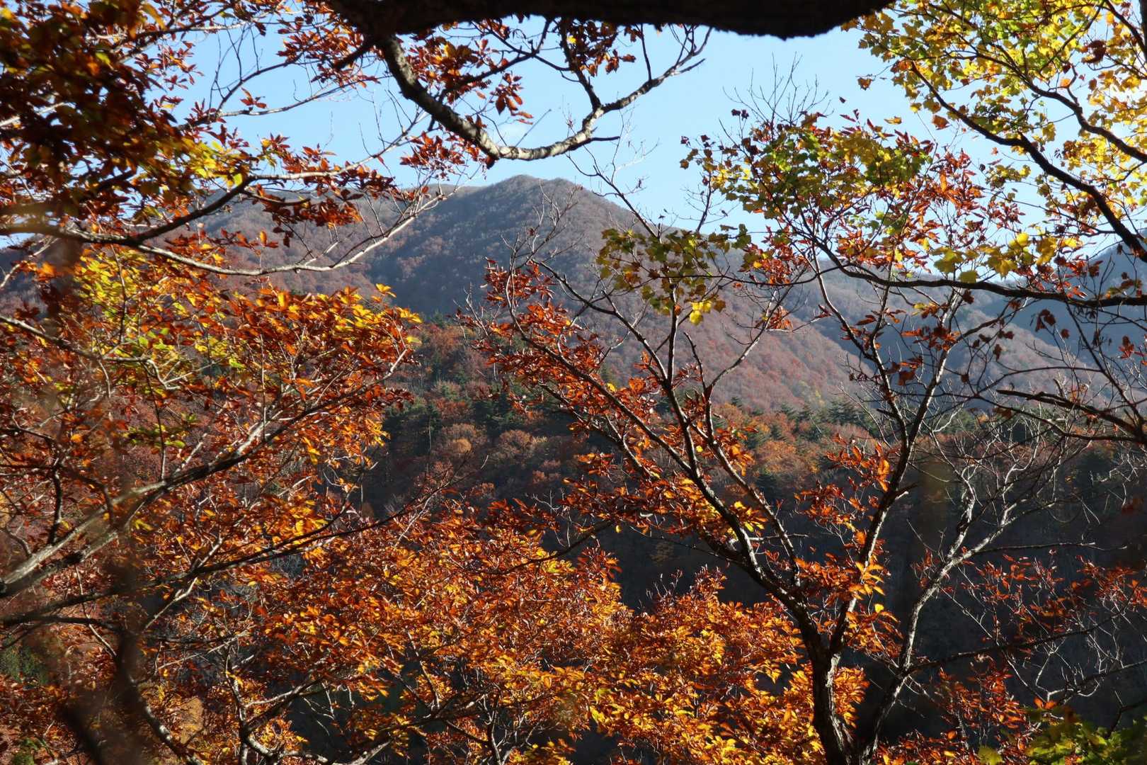 樹間から山頂がチラ見え。