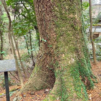 大木や小さな滝も多く、癒されます✨😊