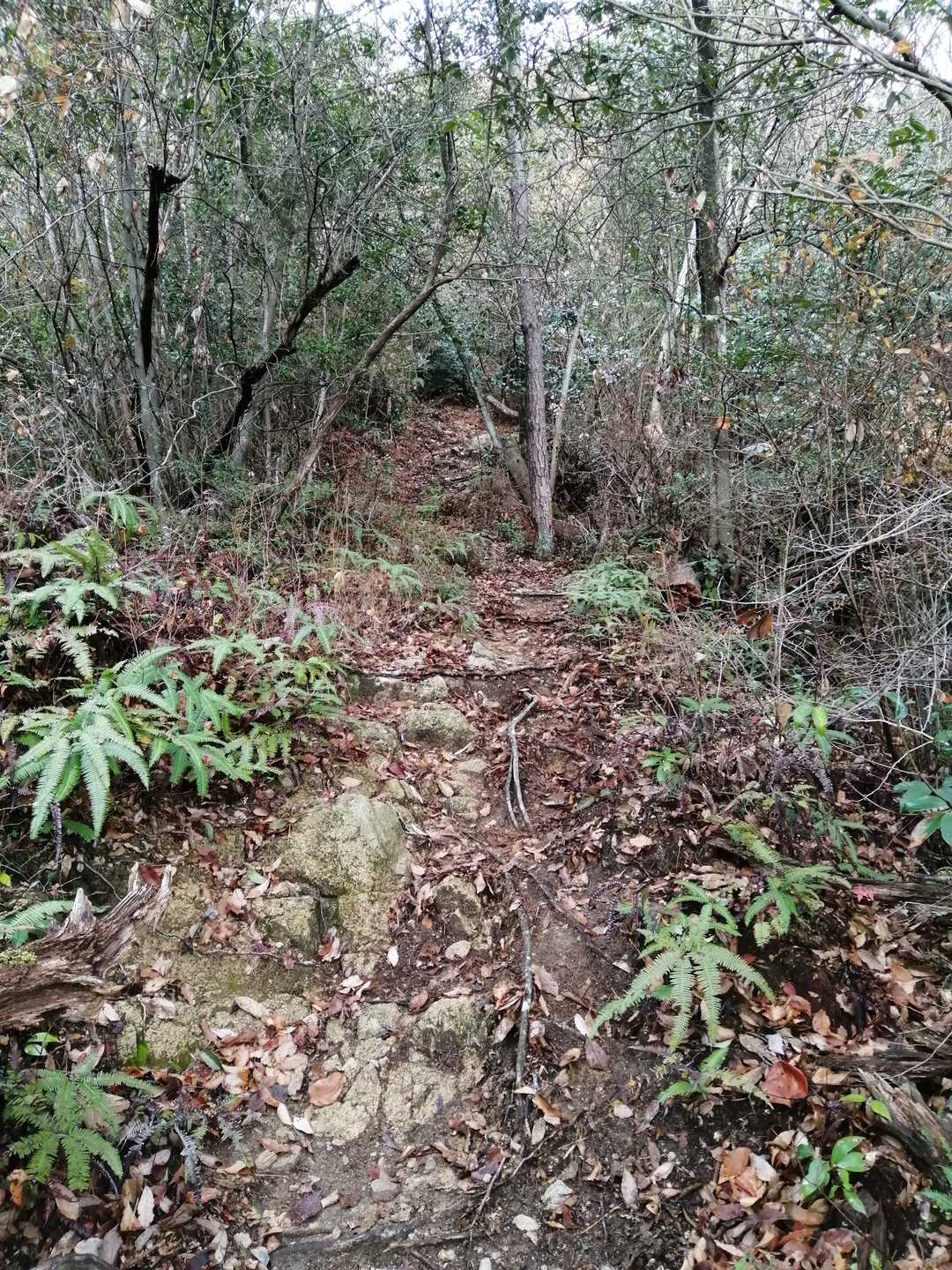 急登になってきました