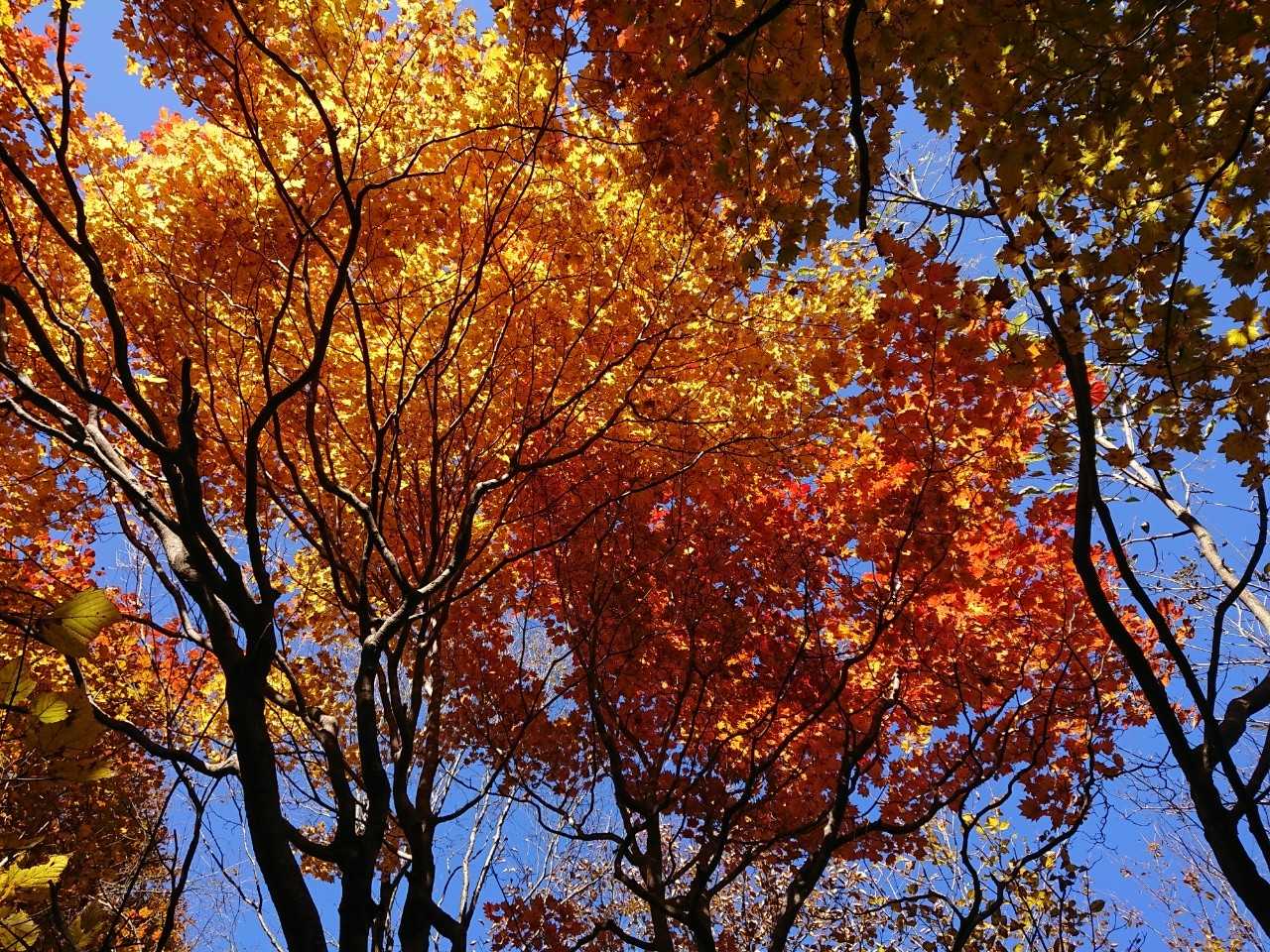 青空に紅葉が映えとる～。
今日、ここにきて良かった。