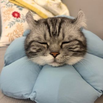 デブって言うな