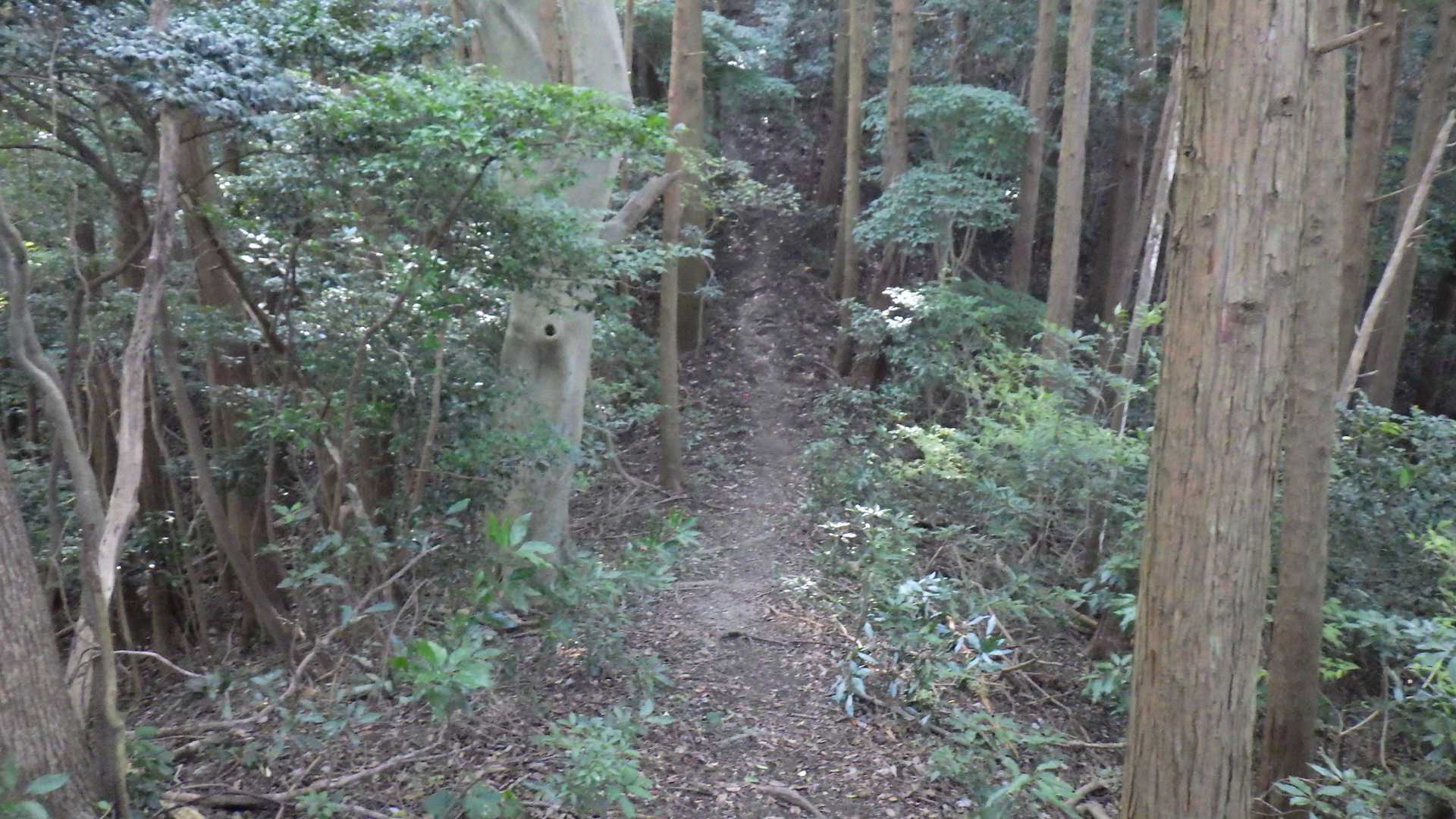 小富士山-飯岳山-呉ダム登山口 縦走コースの写真